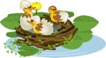 Cartoon bird nest with ducklings mallard or wild duck Anas platyrhynchos with piece of eggshell and yellow water-lily plants Royalty Free Stock Photo